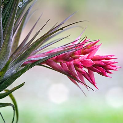 Bromélia Tillandsia - les origines